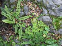 Albums/20060200-New Zealand 2006/20060204-Arthurs_Pass/13